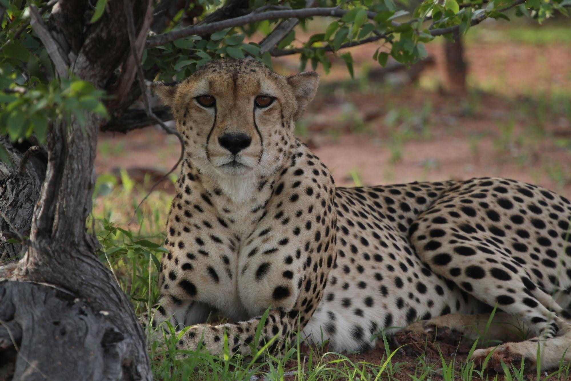 Changa Safari Camp Matusadona National Park Eksteriør billede